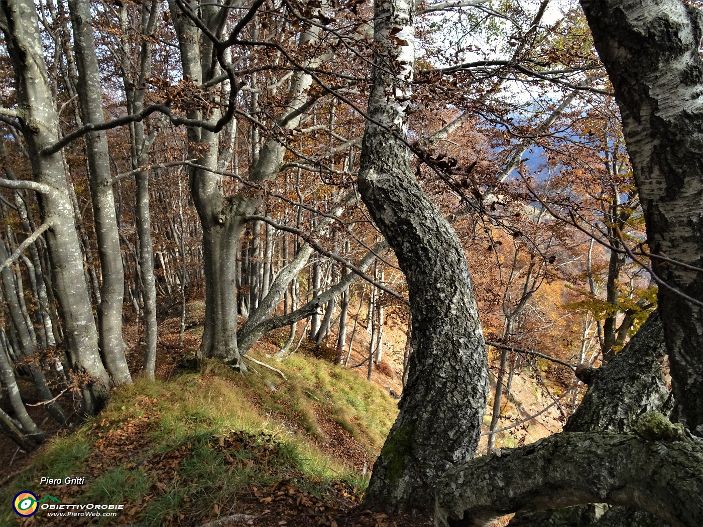 40 Bellissimi faggi salendo a Cima di Muschiada.JPG